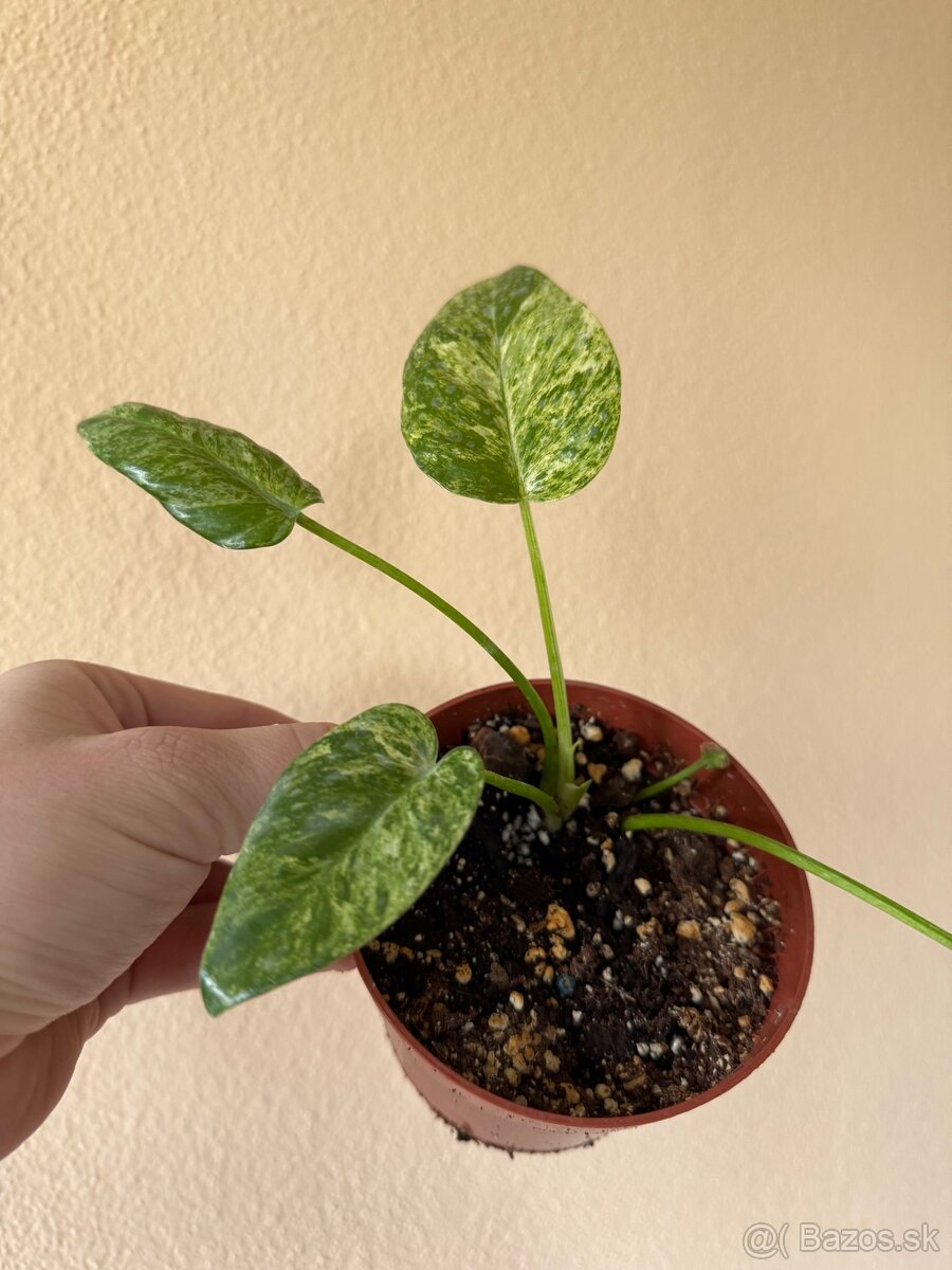 Philodendron Giganteum variegata