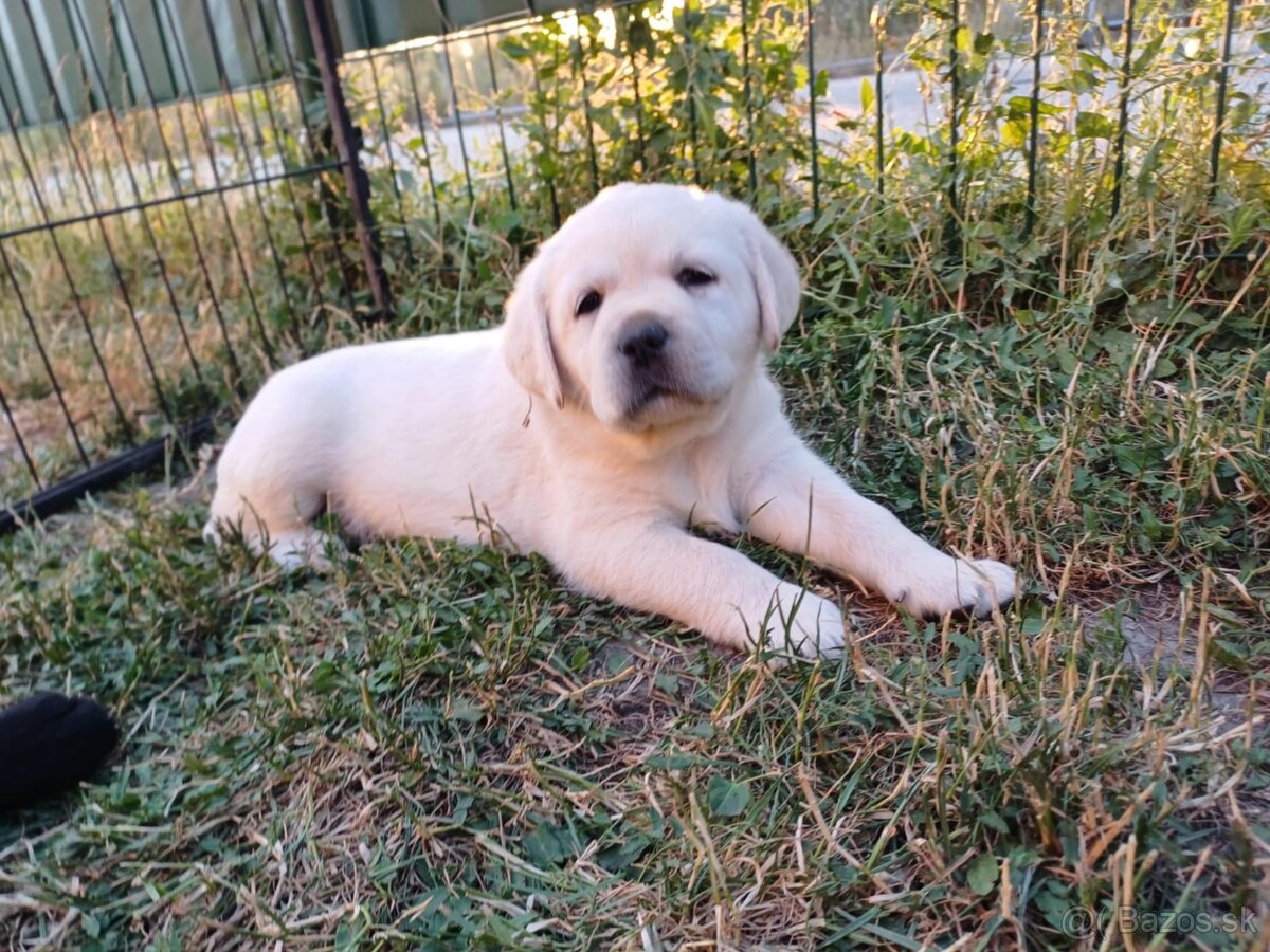 Labrador s PP žlté a čierne šteniatka