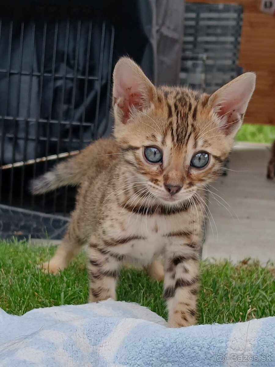 bengal bengalska macka bengalske maciatka