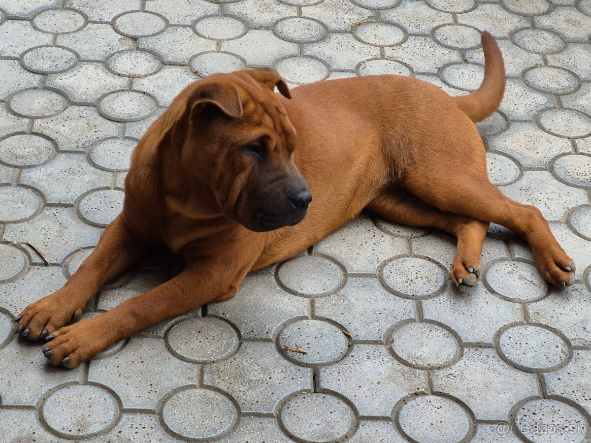 ▶️ SHAR-PEI