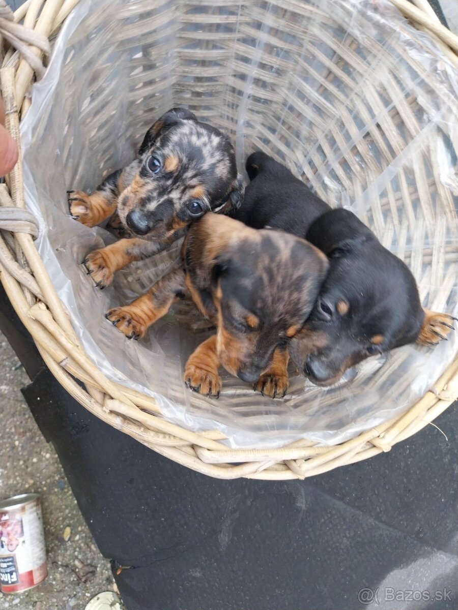 Jazvečík trpasličí - merle