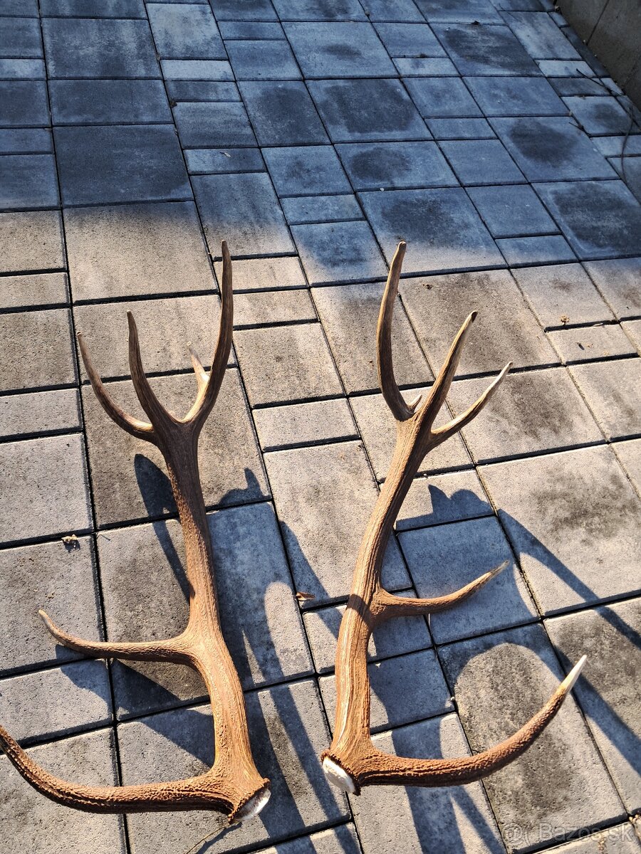 Zhody, parozie, parohy