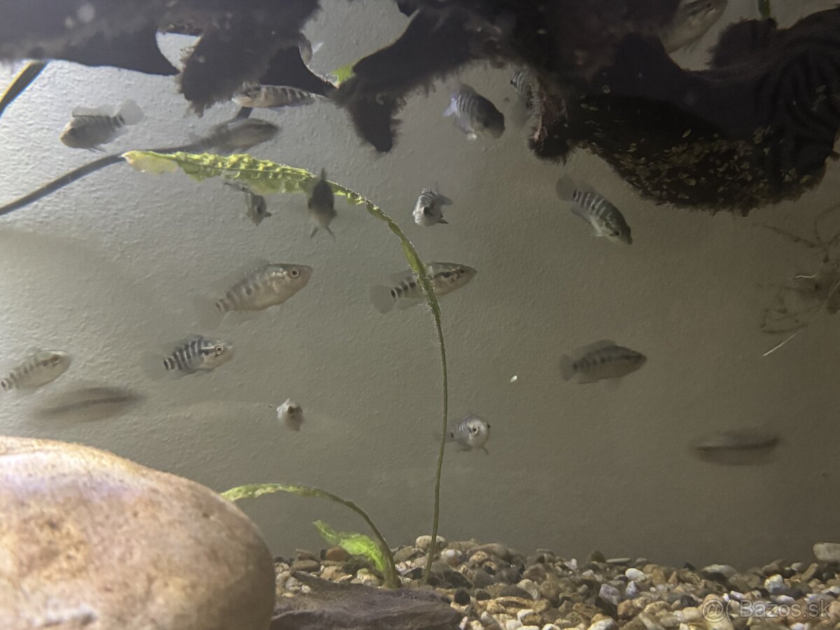 Parachromis Managuensis
