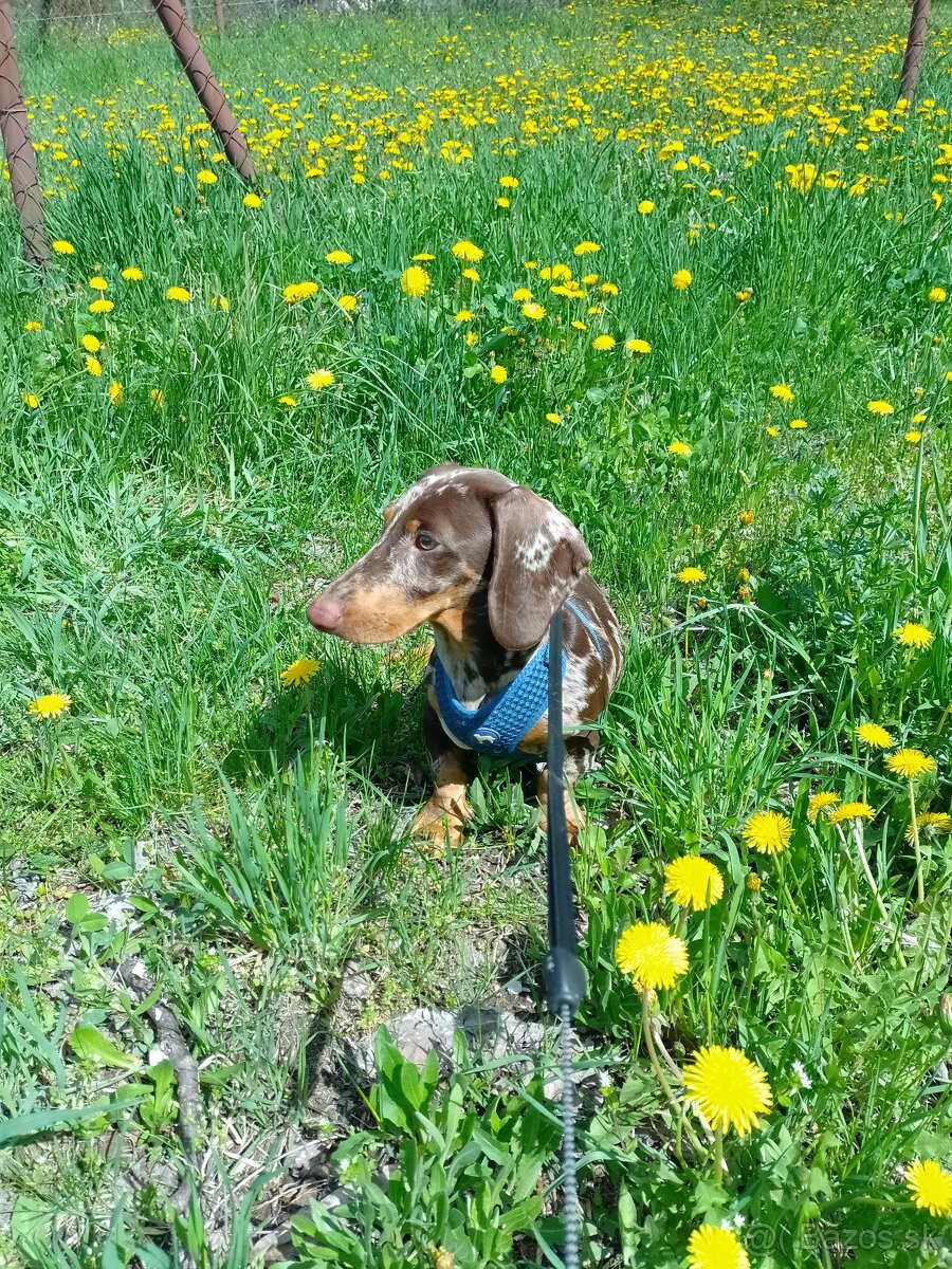 Jazvecik merle