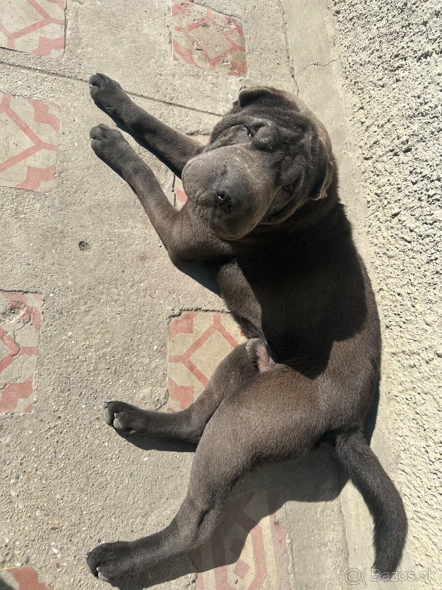 Sharpei