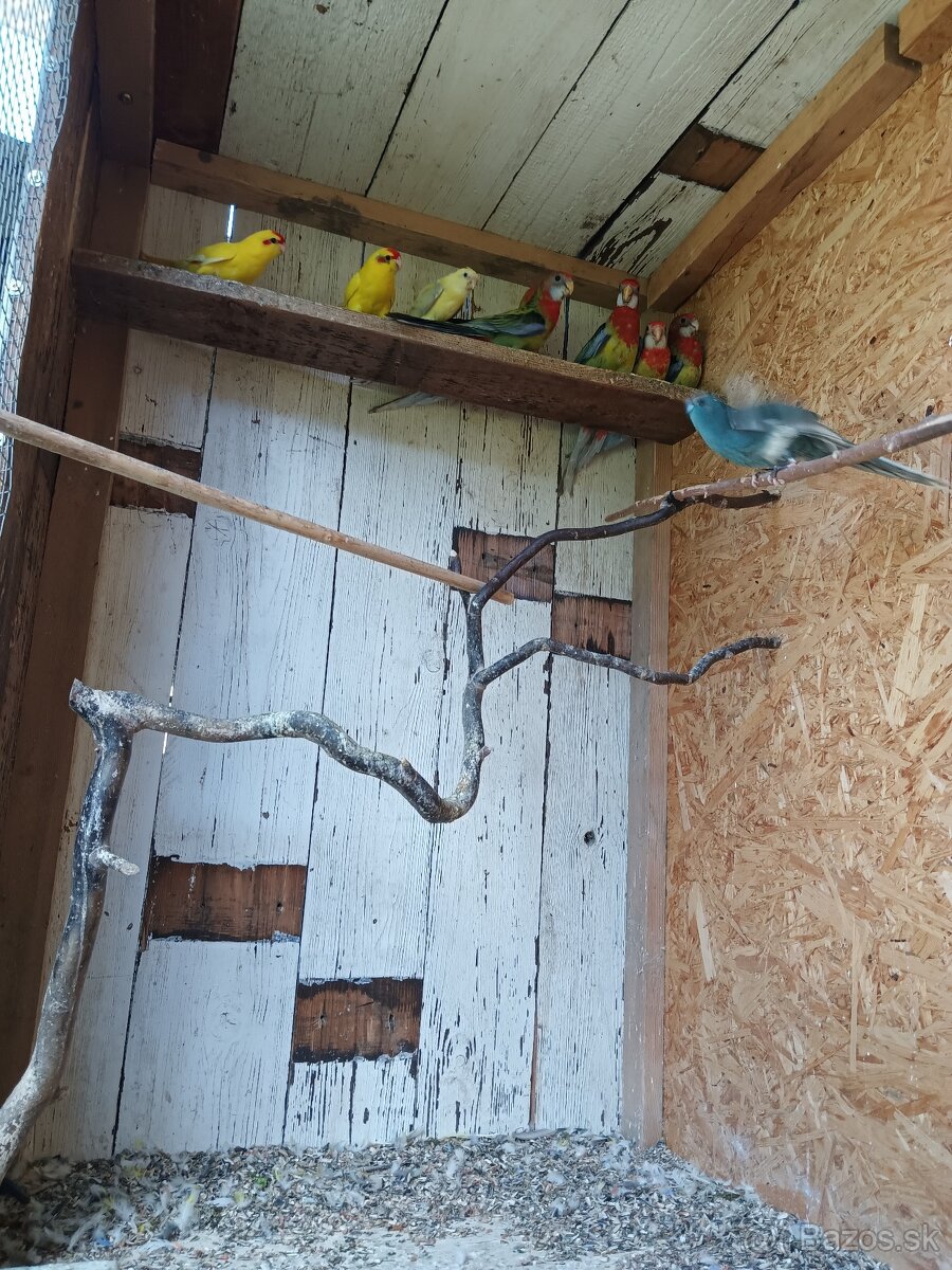 Pevný krúžok r.25.Rim.Sobota.
