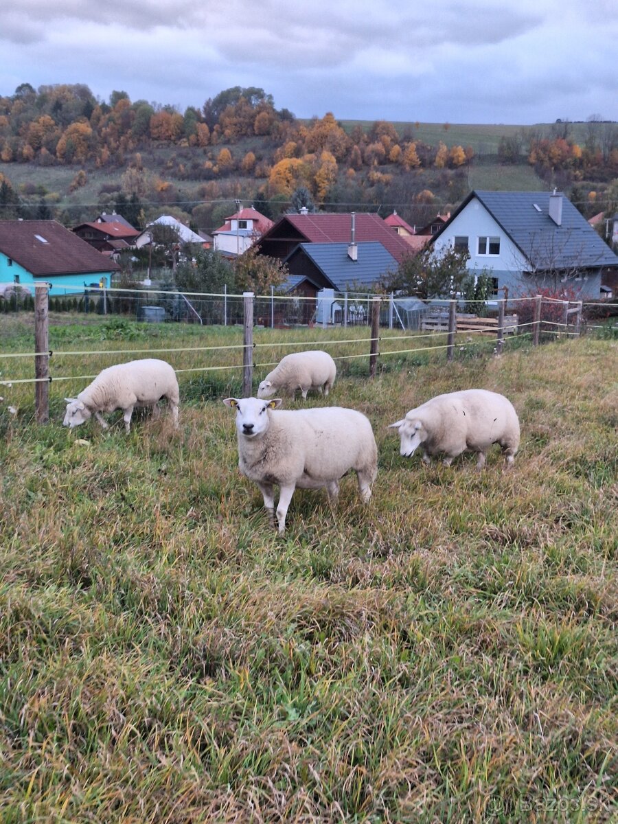TEXEL čistokrvné ovce