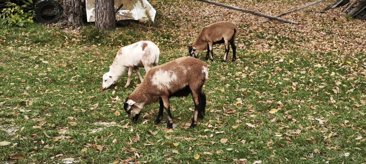 Kamerunský baranček