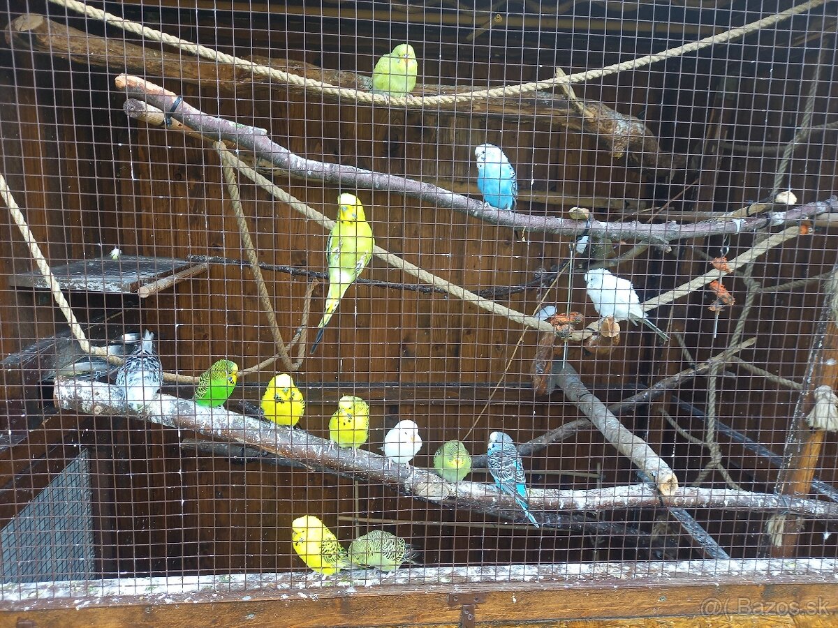 Predam andulky mlade vonkajsi chov