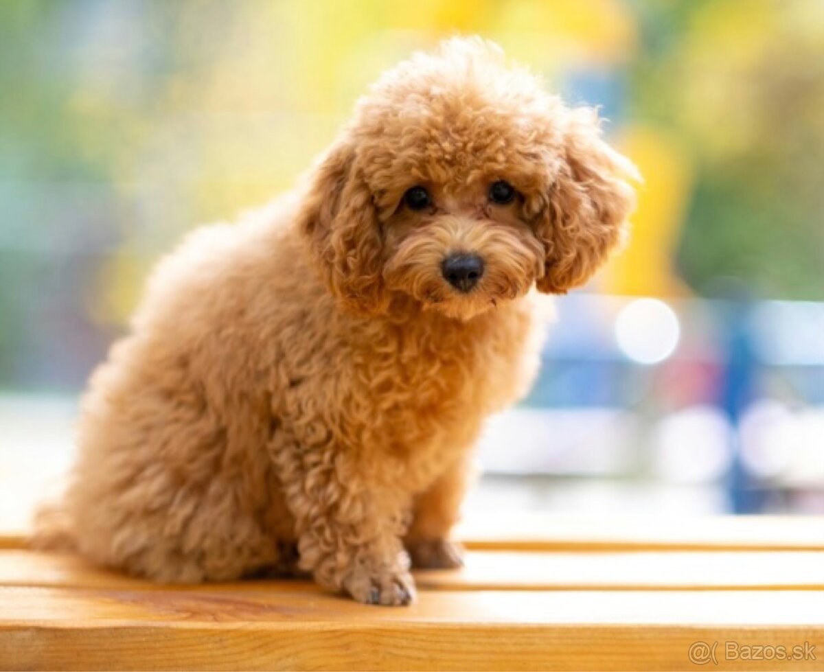 Kúpim toy pudel