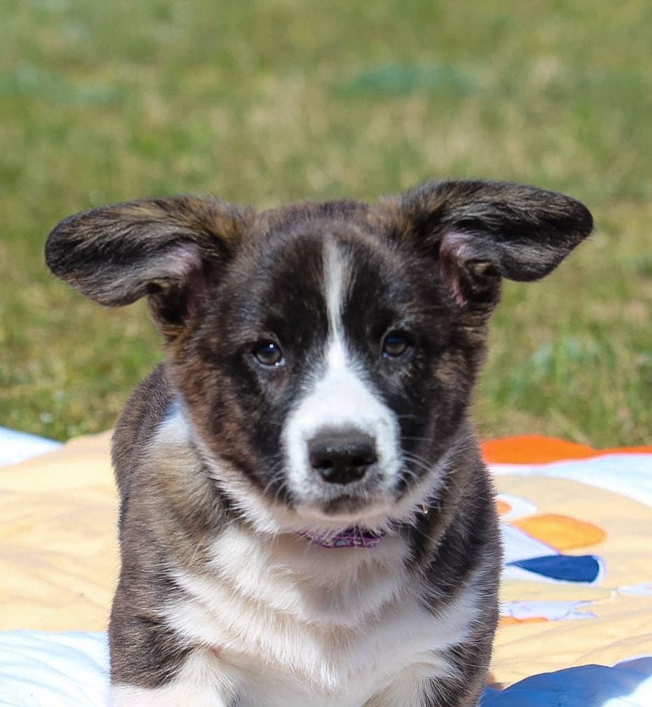 Welsh corgi cardigan štěňata
