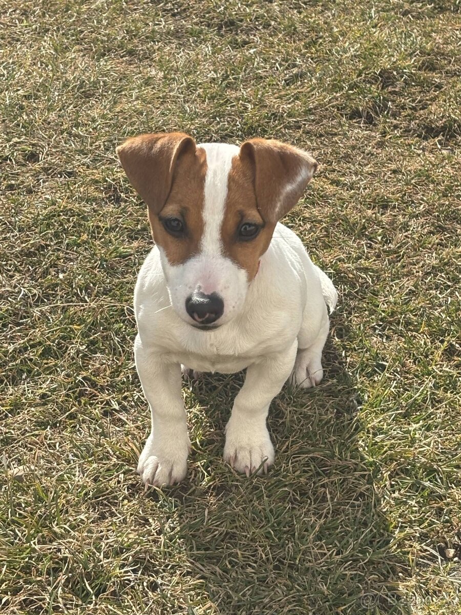 Jack russel