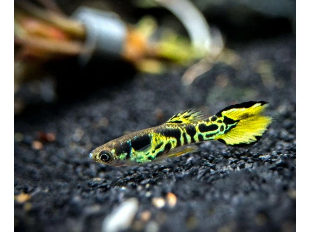 Žltý tiger Endler Guppy
