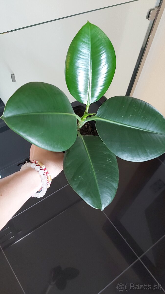 Ficus elastica Robusta (kaučukovník), veľkolistý