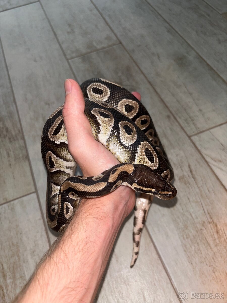 Python regius