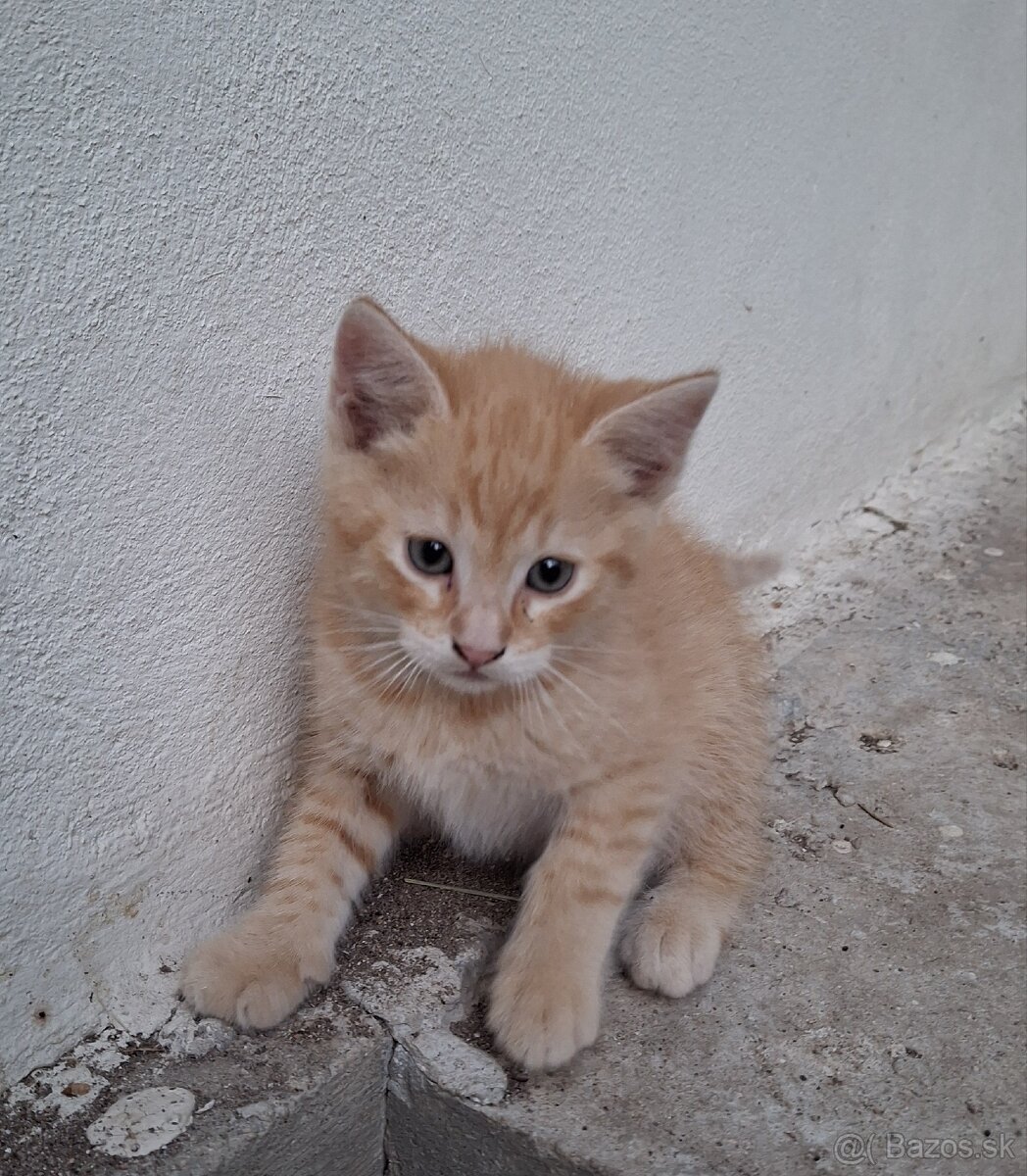 DARUJEM RYŠAVÉ MAČIATKO
