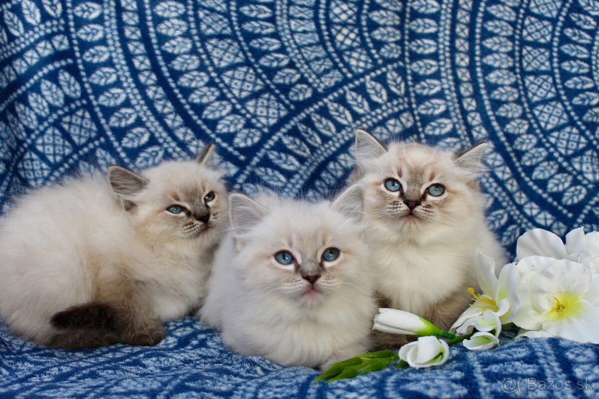 Ragdoll