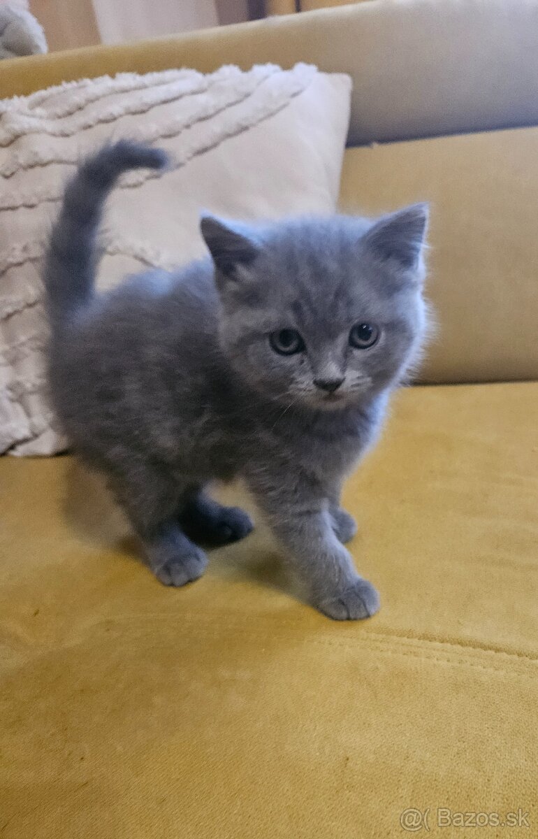 Predám 9-týždňové mačiatko - BRITSKÁ MODRÁ MAČKA