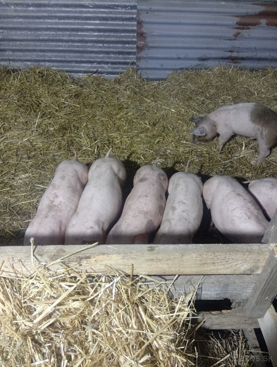 Predám odstavčata 20-25kg