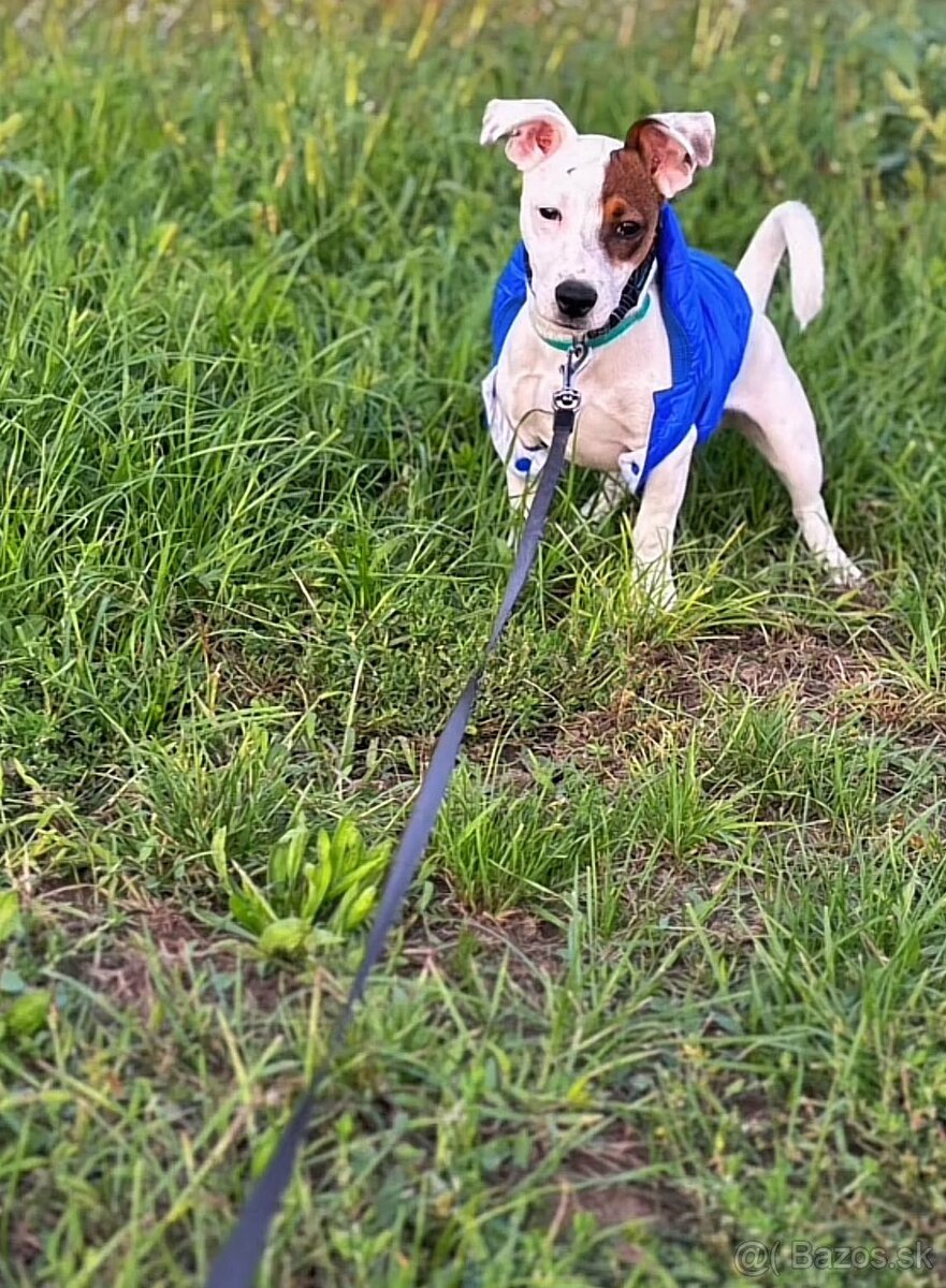 Predám Jack Russell teriéra – 7 mesiacov