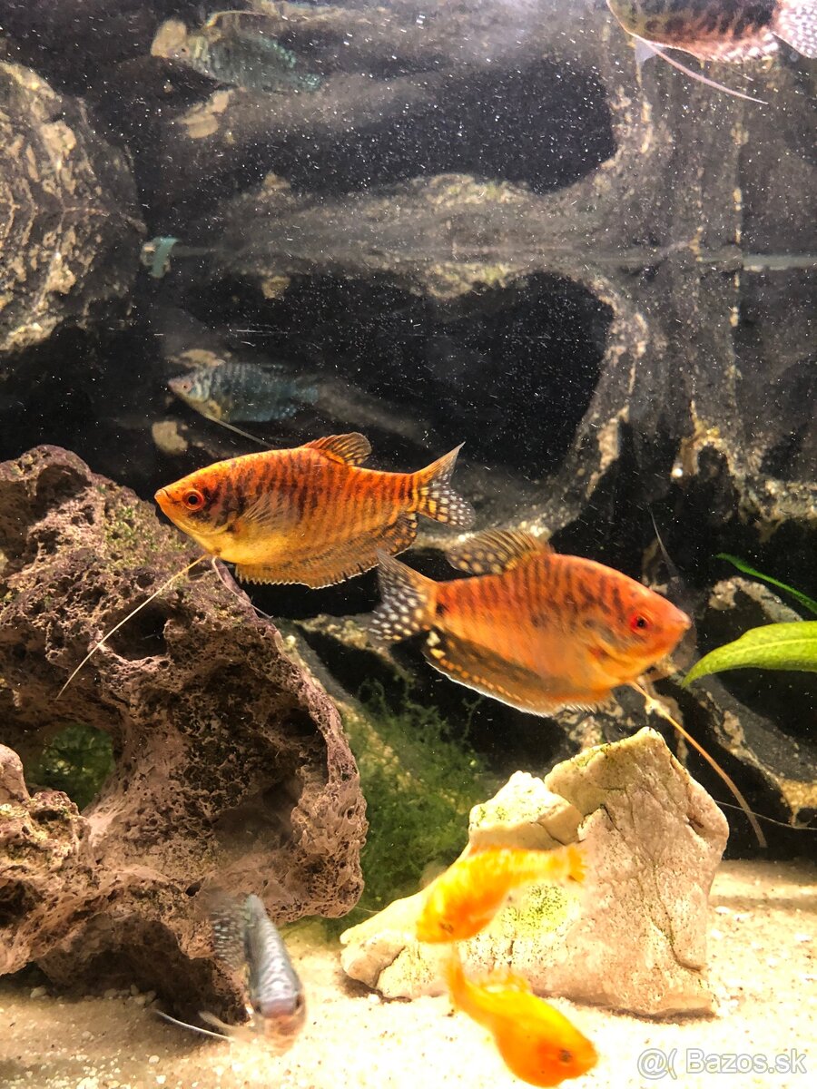 Akvárium Full vybavené komplet