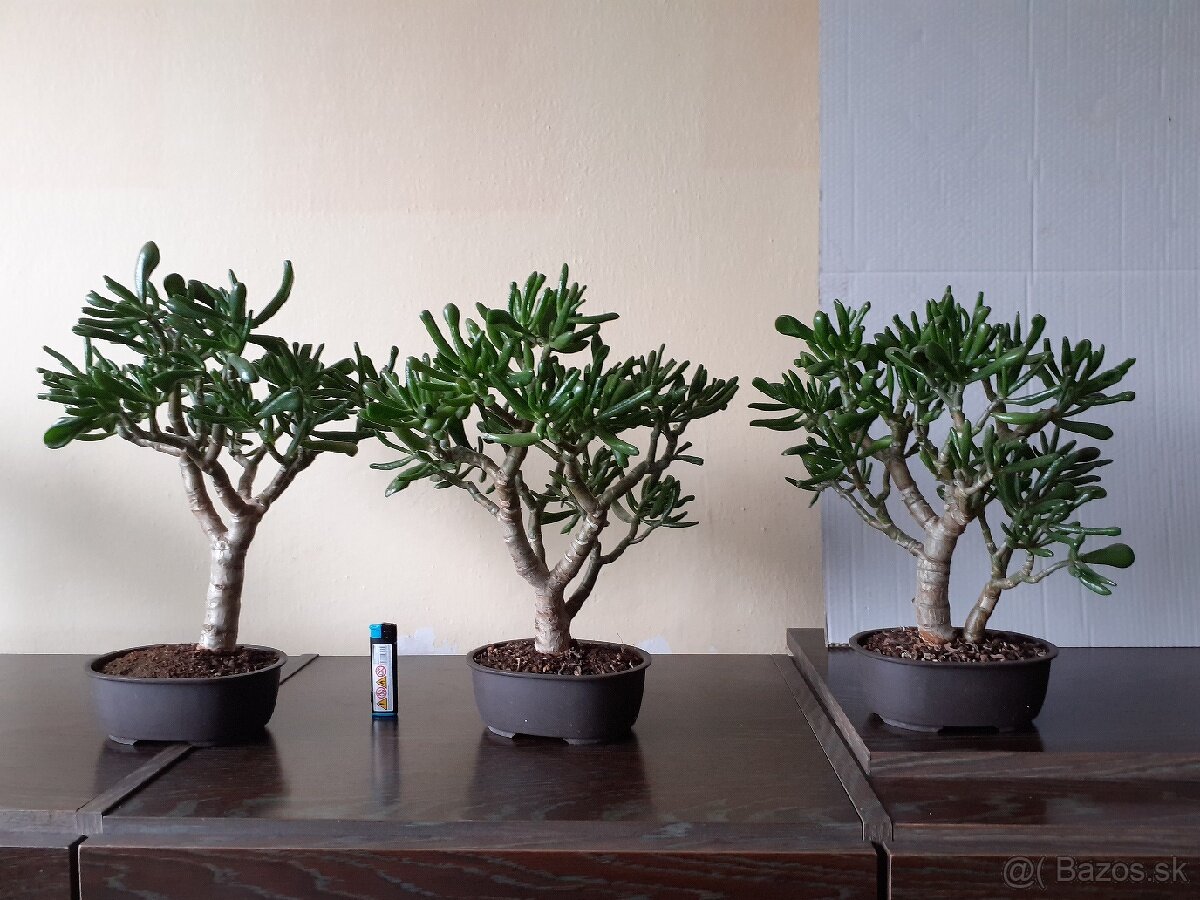 Sukulentné bonsaie