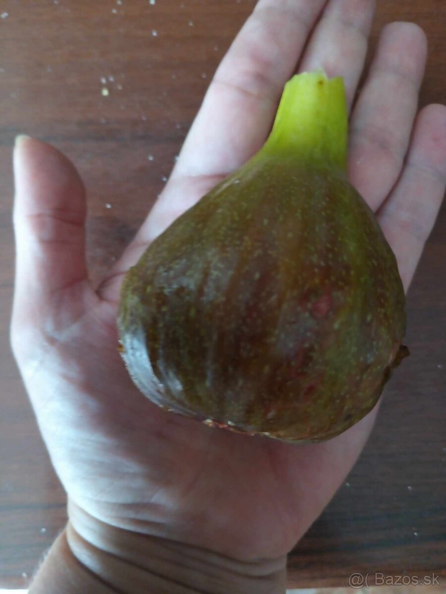 Figovniky