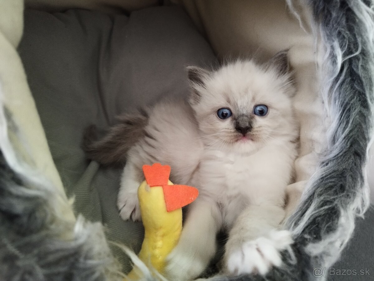 Ragdoll