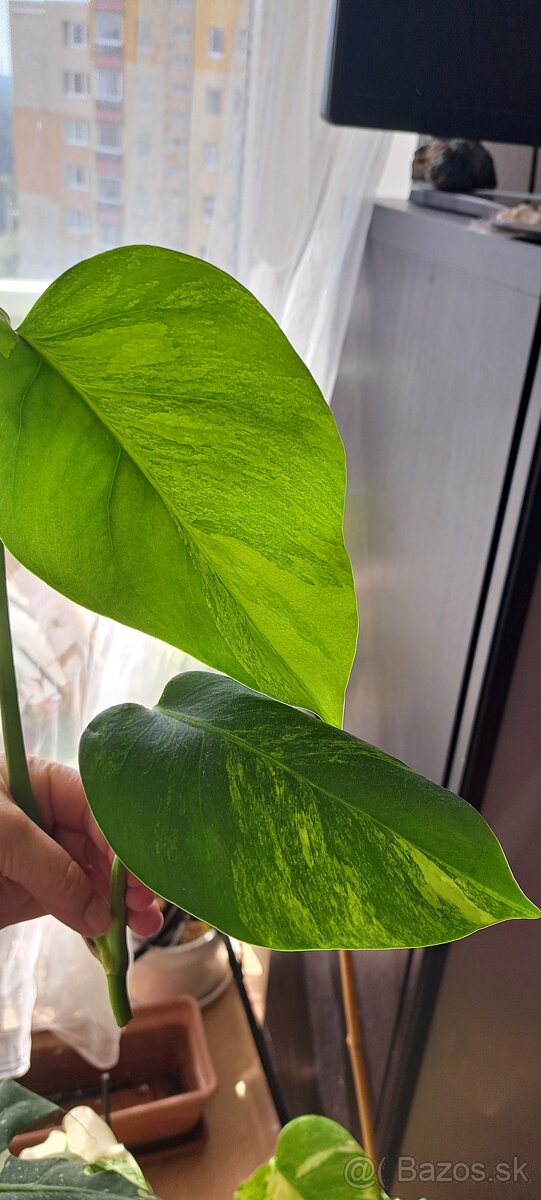Monstera albo,aurea,minima