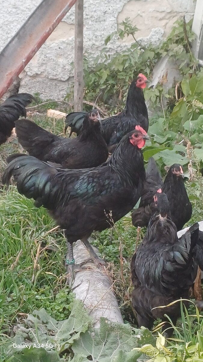 Australorpka čierna