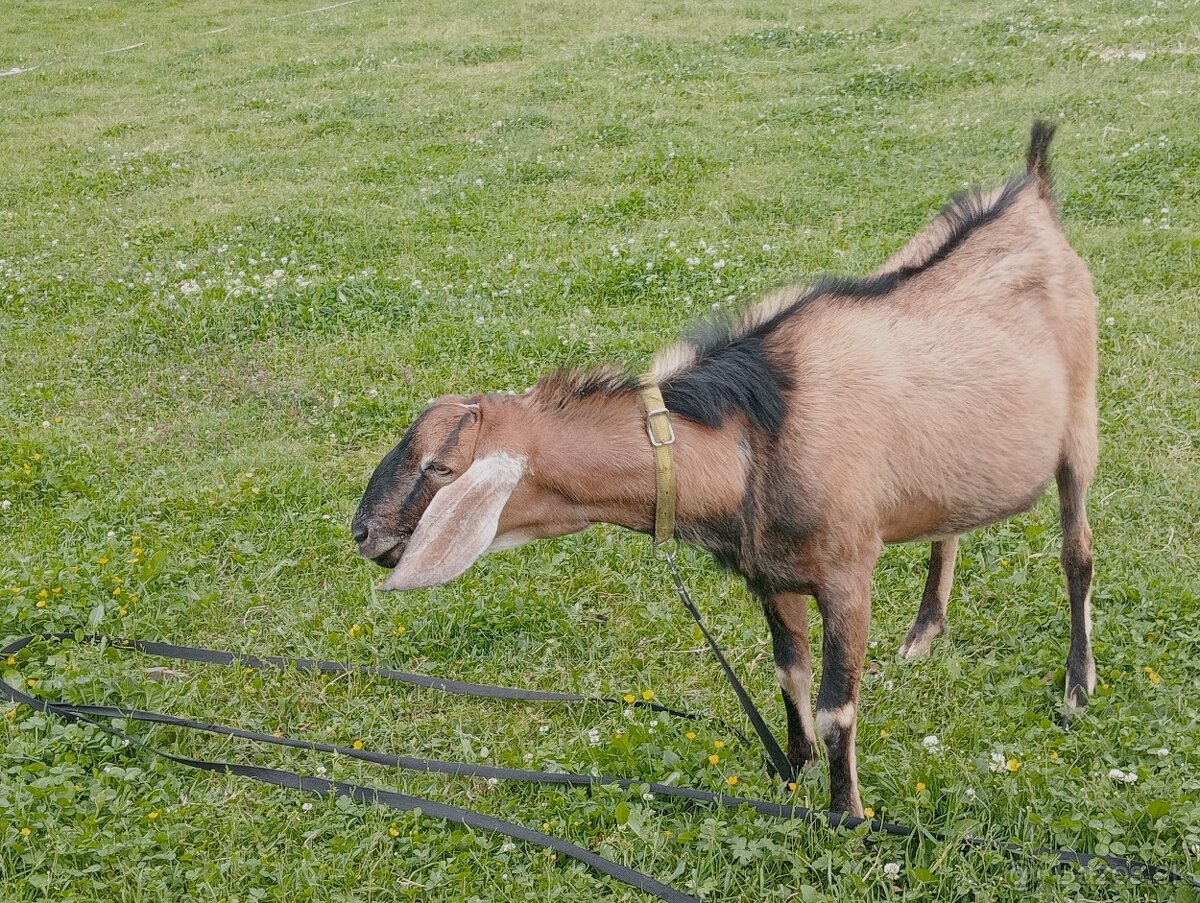 Capko Ňaňo
