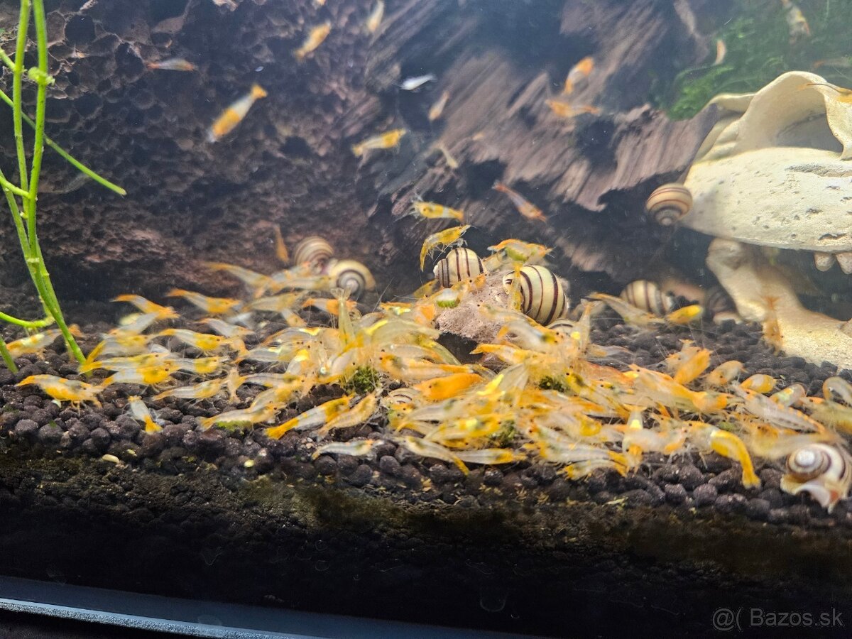 Krevetky Orange Rili- selekcia