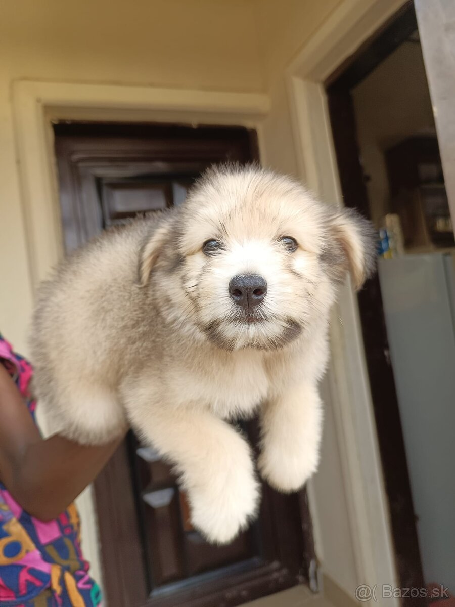 Krásne šteniatka Lhasa Apso.