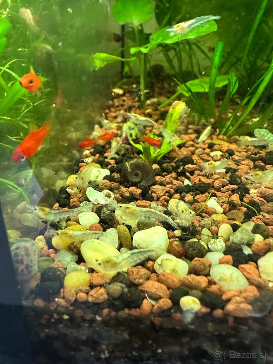 Krevetky White Pearl – Neocaridina var. “White Pearl”