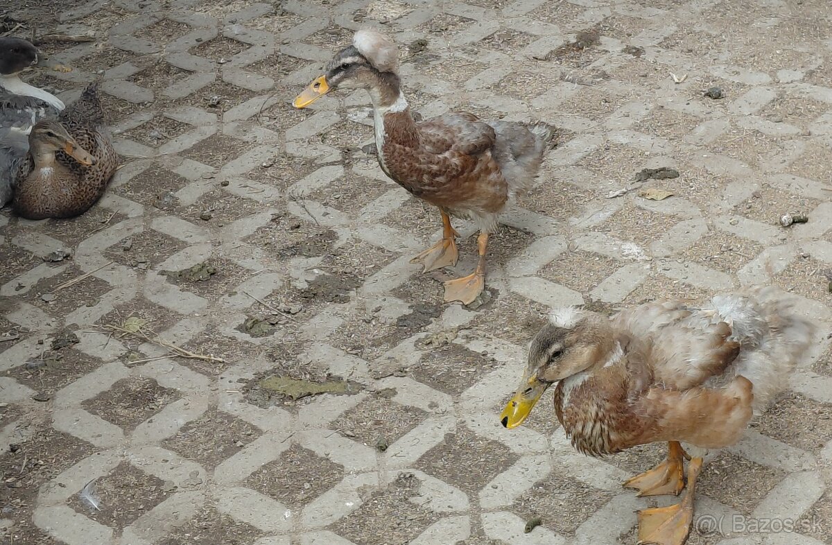 Kačka