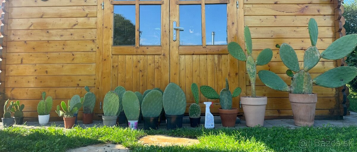 Opuncia / Figový kaktus