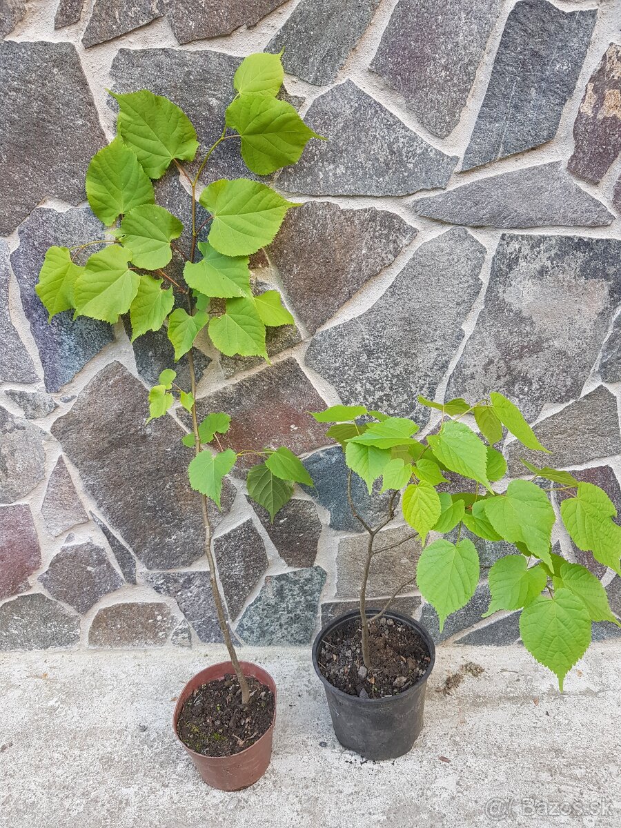 Lipa, lieska, hrab, buk