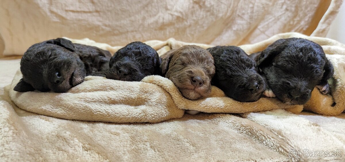Bedlington teriér