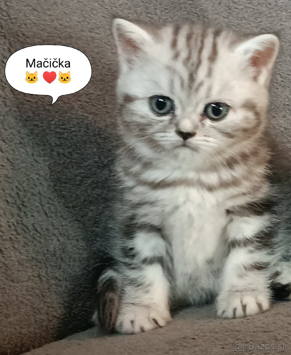 Britská mačička