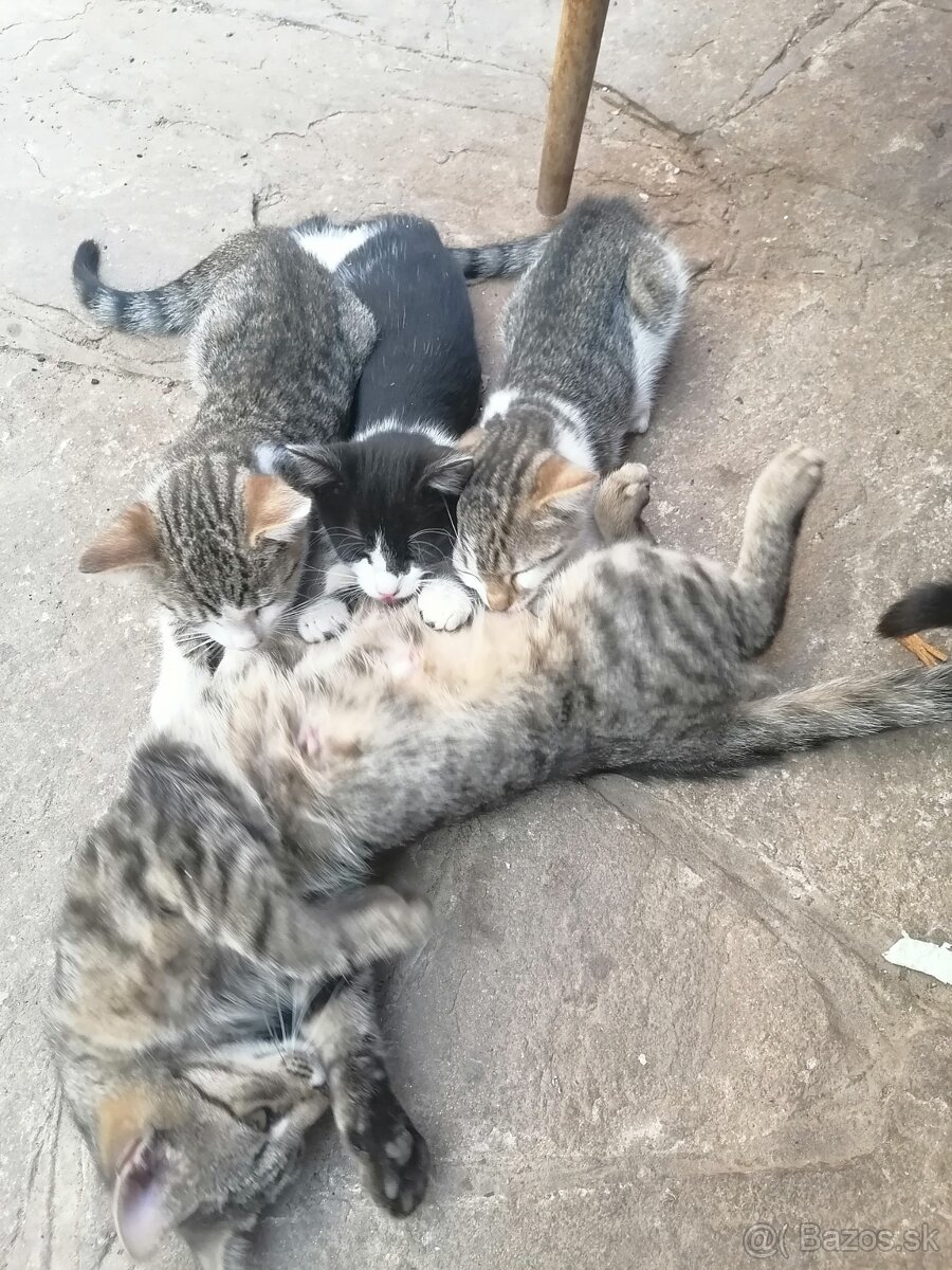Darujem mačiatka.