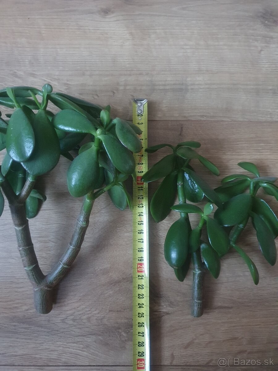 Krasula sukulent