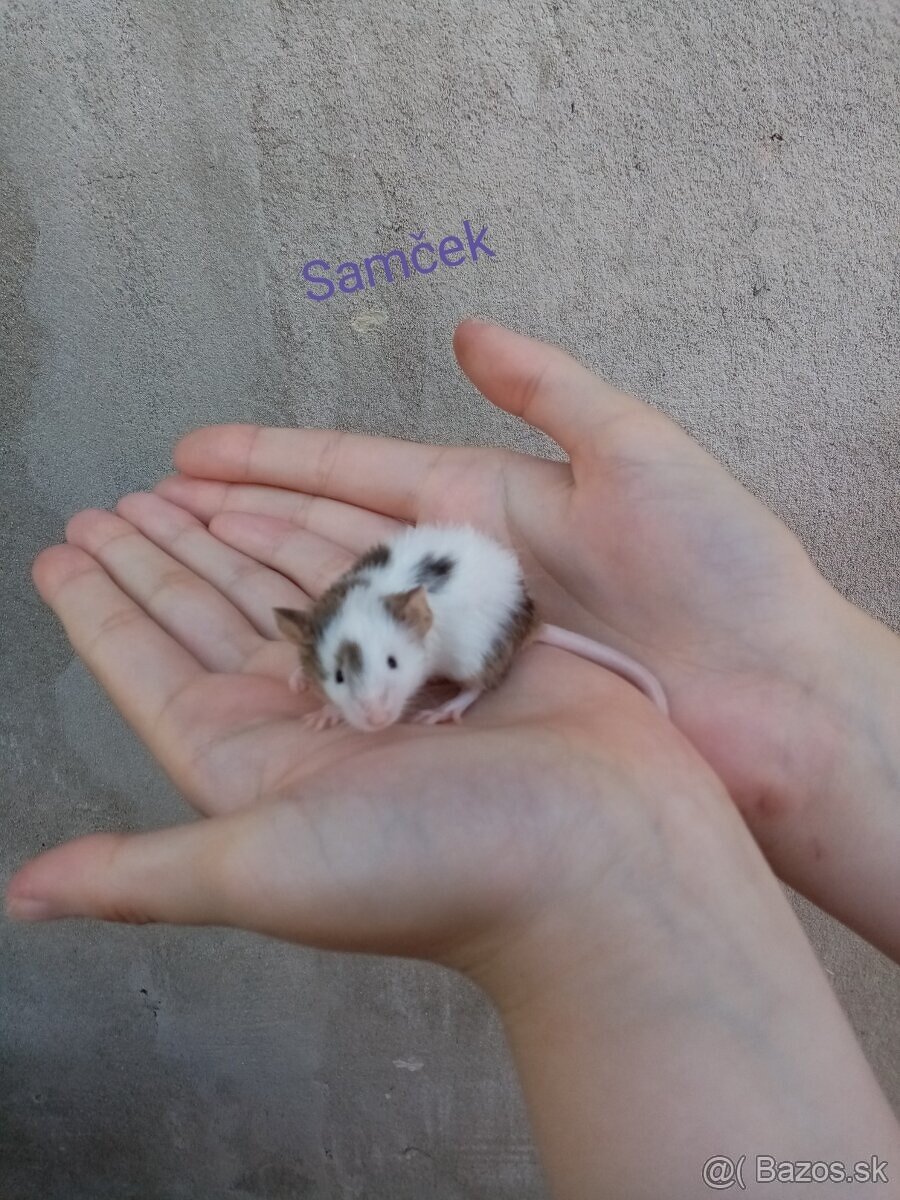 Farebné myšky