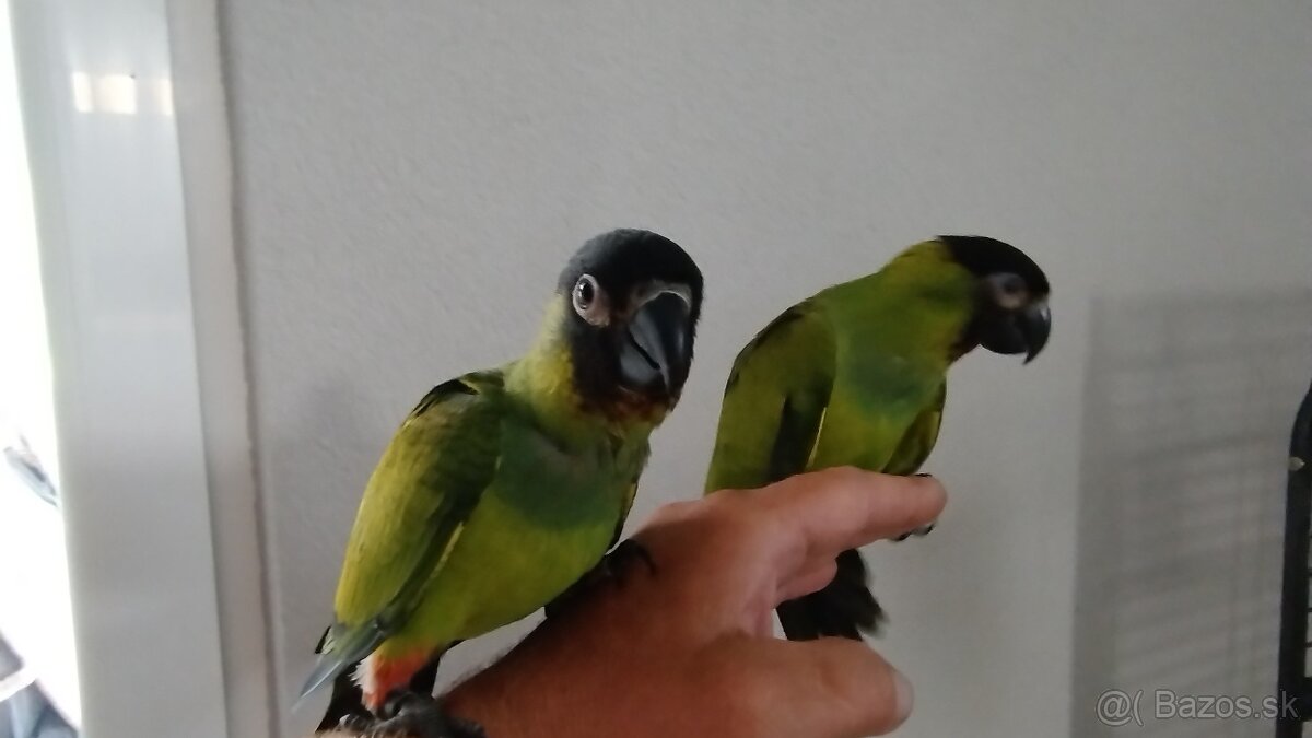 Aratinga Nandaj ciernohlavy