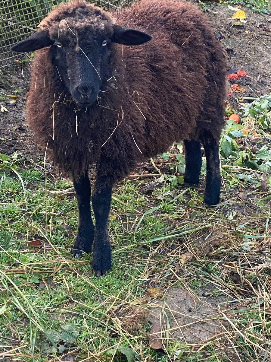 Predám ovečku