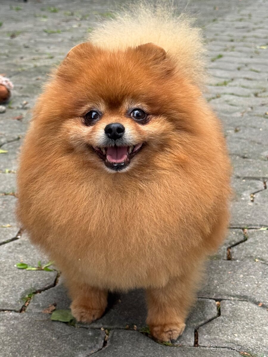 Pomeranian s PP ( FCI) -