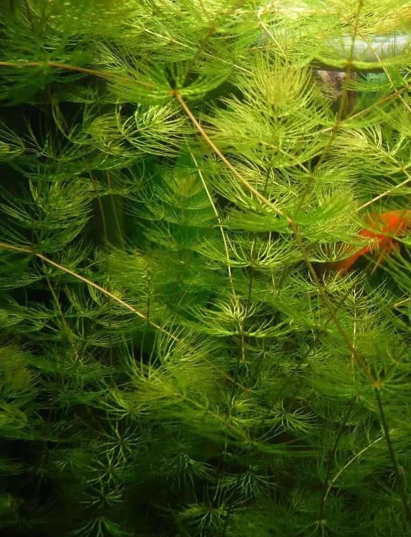 akva rastlina Ceratophyllum demersum / rožkatec ostnitý