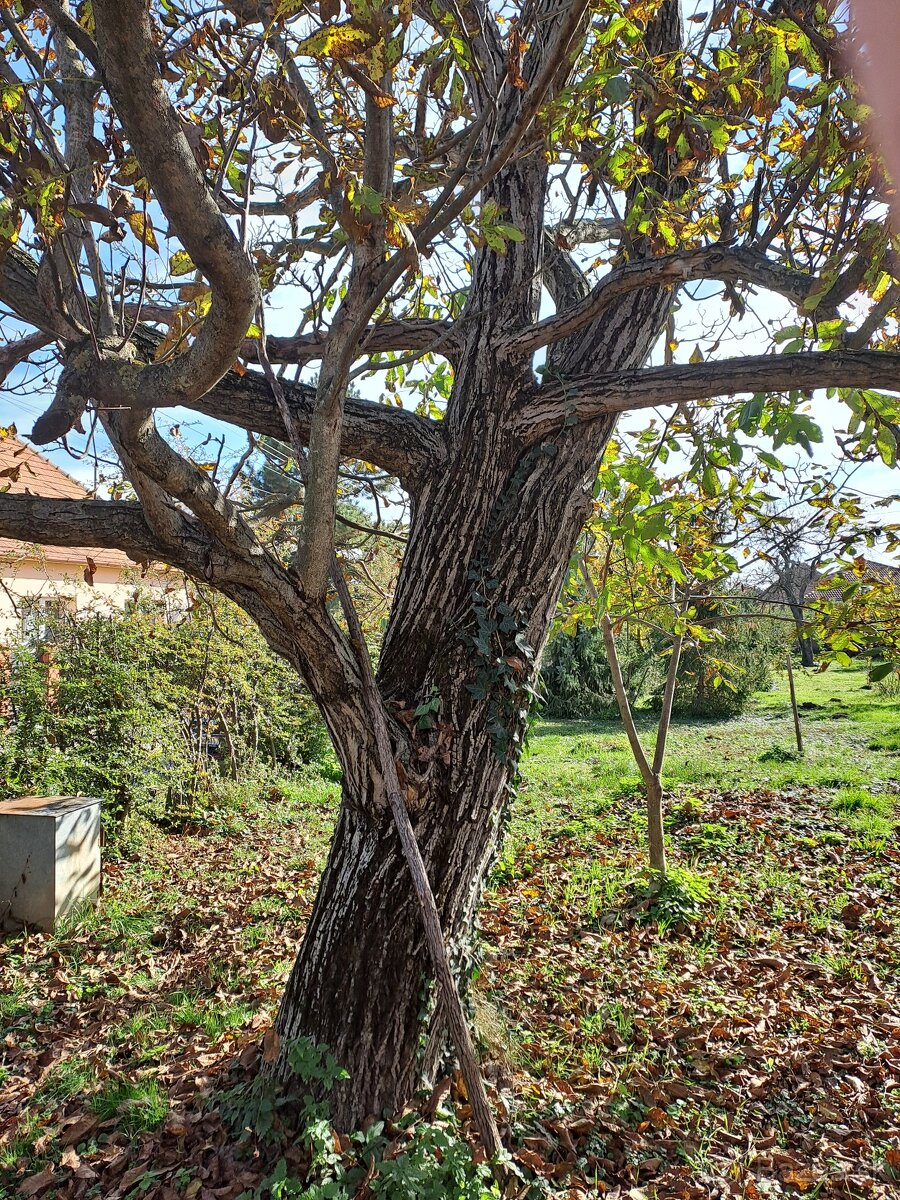 Predam orechove drevo