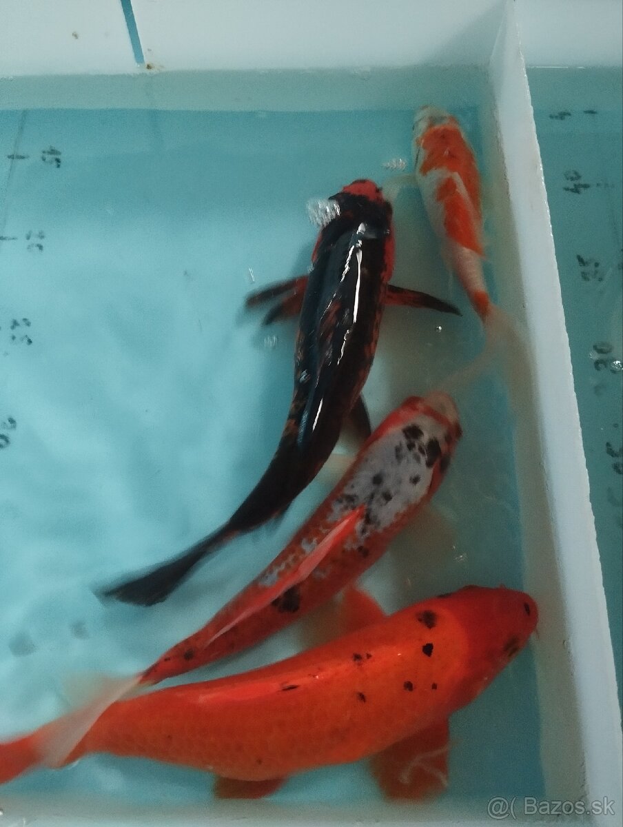 Jazierkové ryby - koi kapre