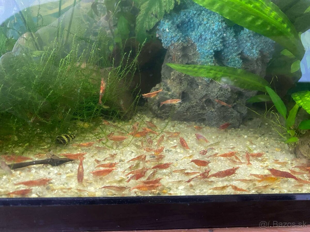 Predam farebné krevetky