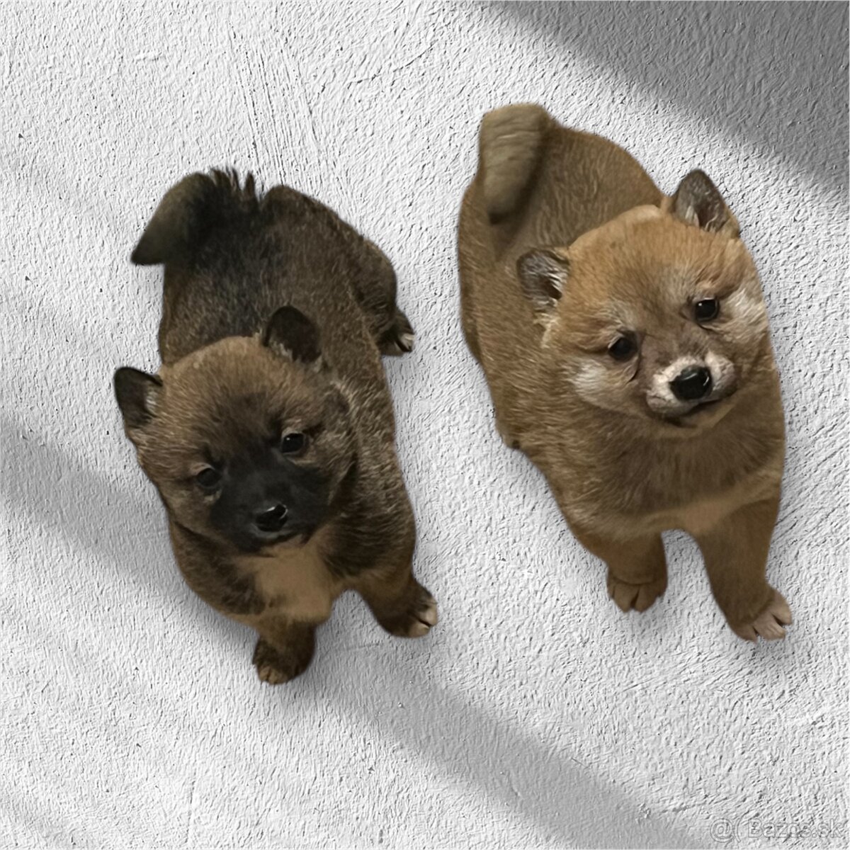 Shiba inu